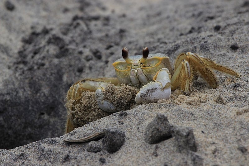Ocean Wildlife Encounters
