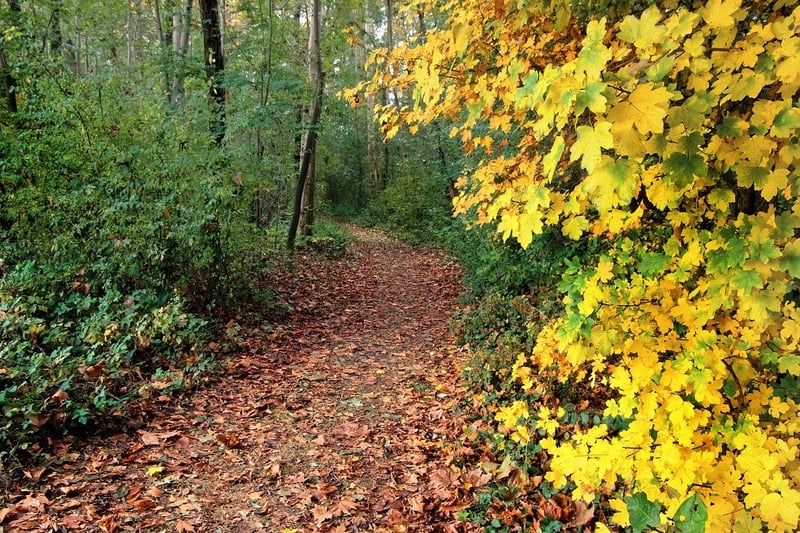 Scenic Hiking Trails