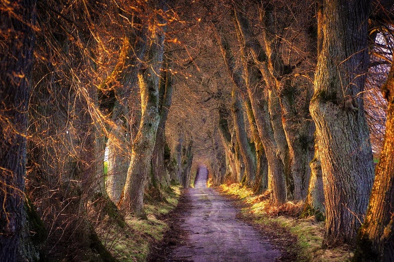 Enchanted Forest Trail