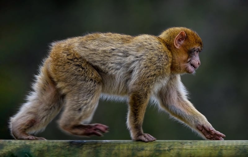 Monkey in the jungle