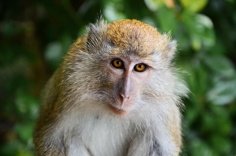 Monkey in the wild